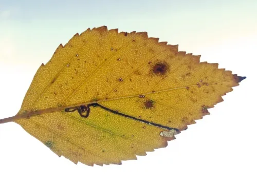 Stigmella luteella - photo 2