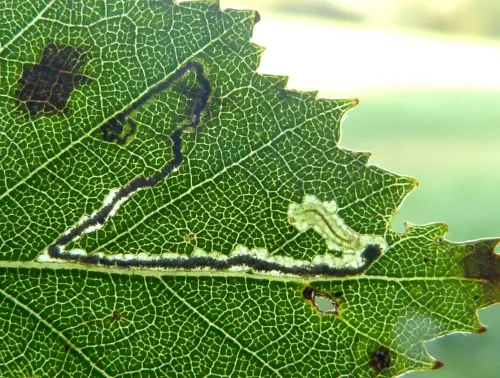 Stigmella luteella - photo 3