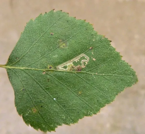 Stigmella luteella - photo 4