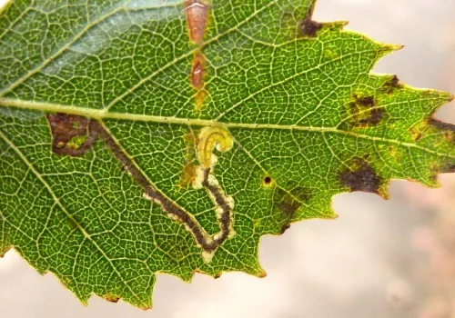 Stigmella luteella - photo 5