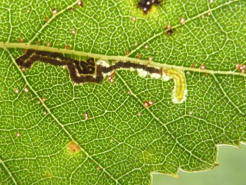 Stigmella luteella - photo 6