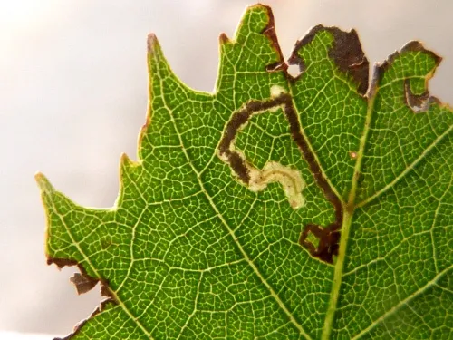 Stigmella luteella - photo 7