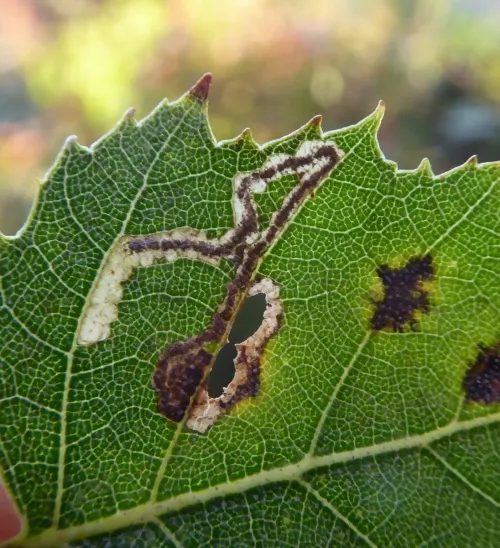 Stigmella luteella - photo 8