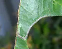 Stigmella macrocarpae - Hodges#0088 - Stigmella macrocarpae