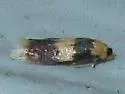 Stigmella macrocarpae - Hodges#0088 - photo 2
