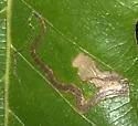 Stigmella macrocarpae - Hodges#0088 - photo 3