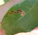 Stigmella macrocarpae - Hodges#0088 - photo 4