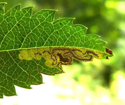 Stigmella magdalenae - photo 2
