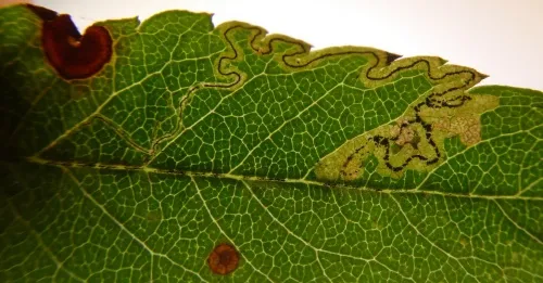 Stigmella magdalenae - photo 3
