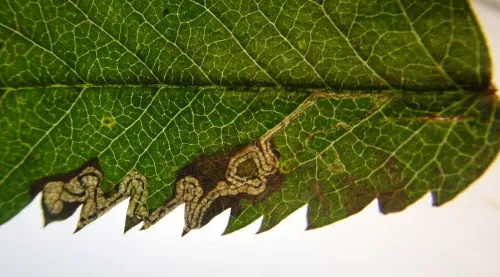 Stigmella magdalenae - photo 4