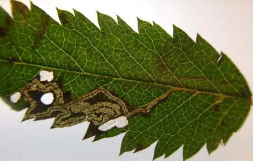 Stigmella magdalenae - photo 5
