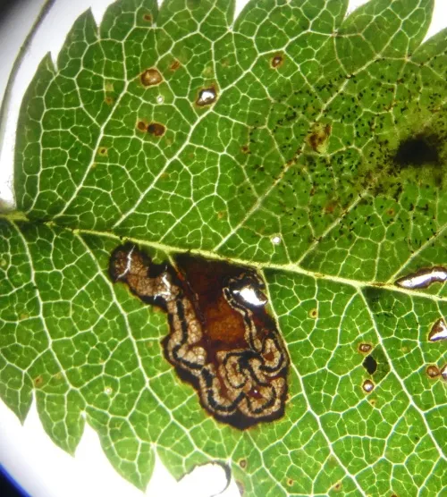 Stigmella magdalenae - photo 6