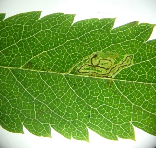 Stigmella magdalenae - photo 7