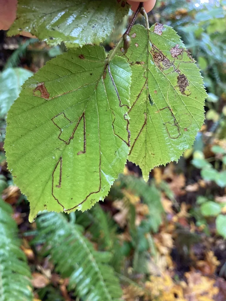 Stigmella microtheriella - photo 2