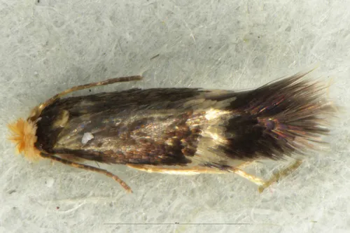 Stigmella microtheriella - photo 4