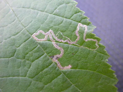 Stigmella microtheriella - photo 5
