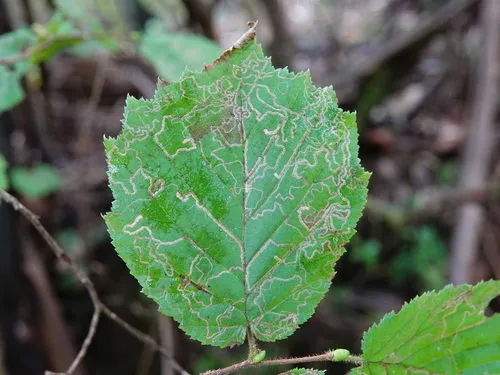 Stigmella microtheriella - photo 6
