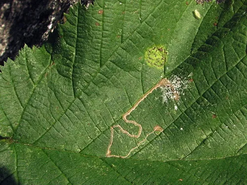 Stigmella microtheriella - photo 7