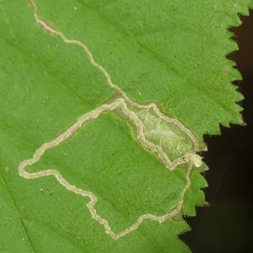 Stigmella microtheriella - photo 8