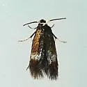 Stigmella multispicata - Hodges#0086.1 - photo 2