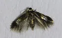 Stigmella multispicata - Hodges#0086.1 - photo 4