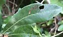 Stigmella myricafoliella - Hodges#0094