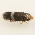 Stigmella myricafoliella - Hodges#0094 - photo 2