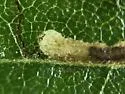 Stigmella myricafoliella - Hodges#0094 - photo 4