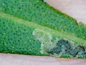 Stigmella myricafoliella - Hodges#0094 - photo 5