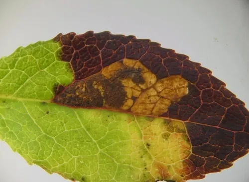 Stigmella myrtillella - Stigmella myrtillella