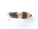 Stigmella nigriverticella - Hodges#0089 - photo 2