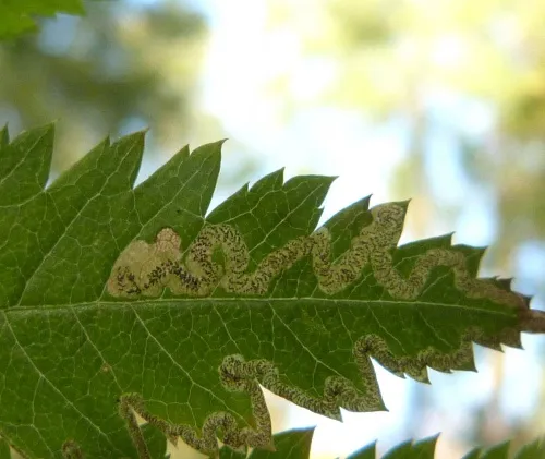 Stigmella nylandriella