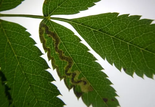 Stigmella nylandriella - photo 2