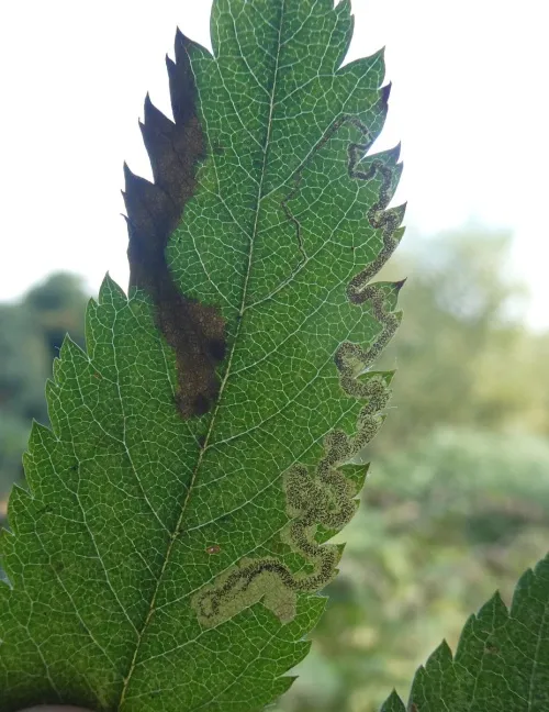 Stigmella nylandriella - photo 3
