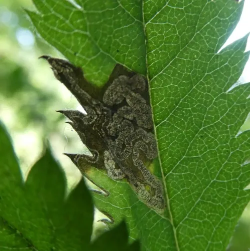 Stigmella nylandriella - photo 4