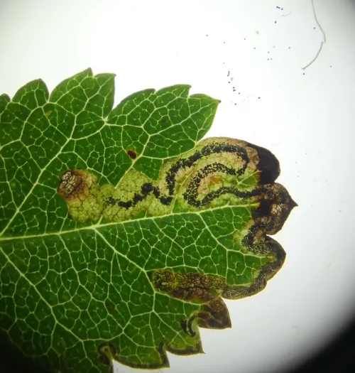 Stigmella nylandriella - photo 5