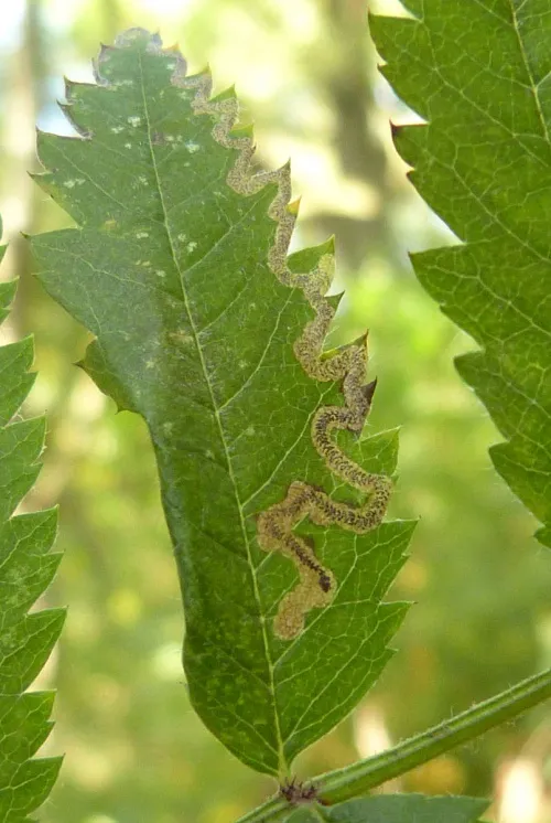 Stigmella nylandriella - photo 6