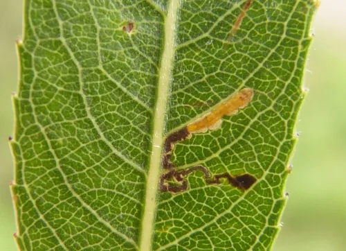 Stigmella obliquella - photo 2