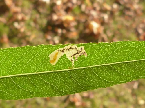 Stigmella obliquella - photo 3