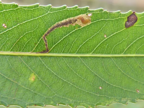 Stigmella obliquella - photo 4