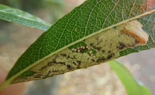 Stigmella obliquella - photo 5