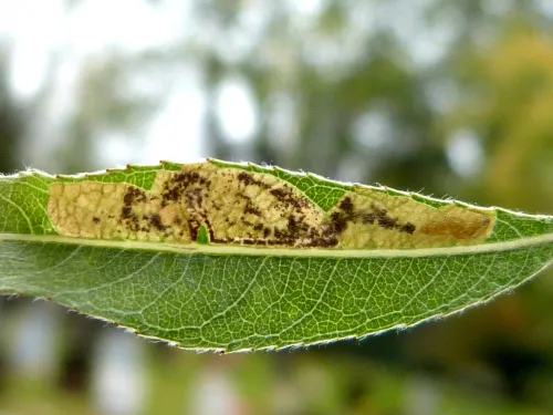 Stigmella obliquella - photo 6