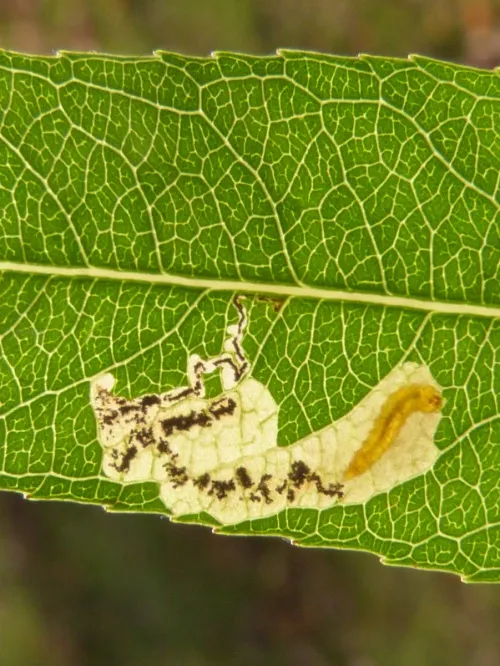 Stigmella obliquella - photo 7