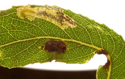 Stigmella obliquella - photo 8