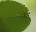 Stigmella ostryaefoliella - Hodges#0093