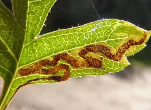 Stigmella oxyacanthella