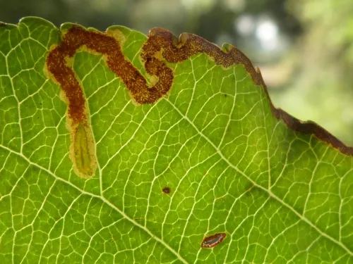 Stigmella oxyacanthella - photo 2