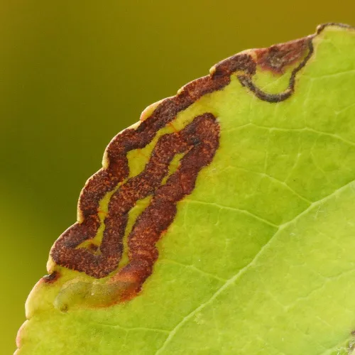 Stigmella oxyacanthella - photo 3