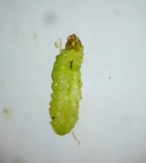 Stigmella oxyacanthella - photo 4