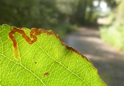 Stigmella oxyacanthella - photo 5
